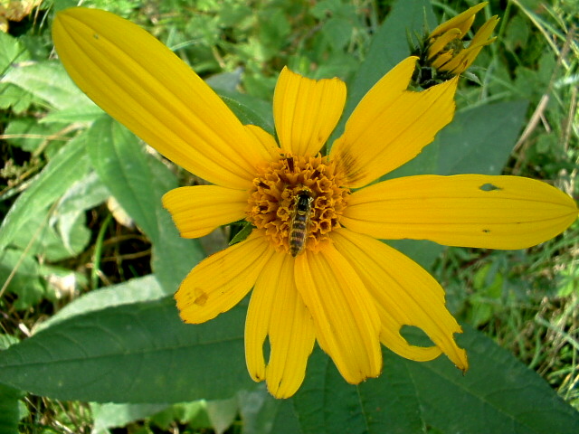 Eristalis tenax, Sphaerophoria sp. e Syrphus ribesii